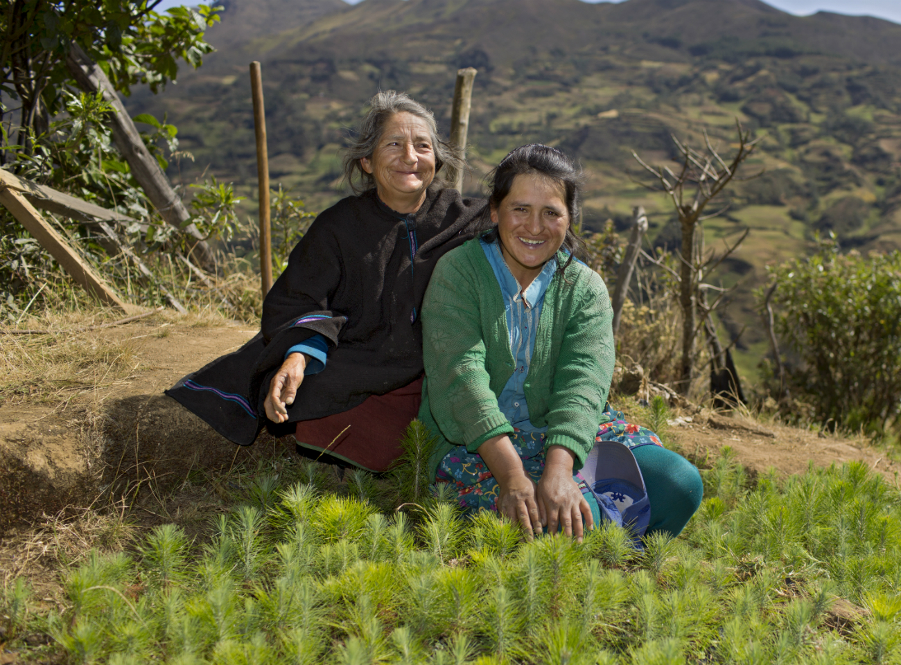 Two cocoa farmers planting trees in Peru