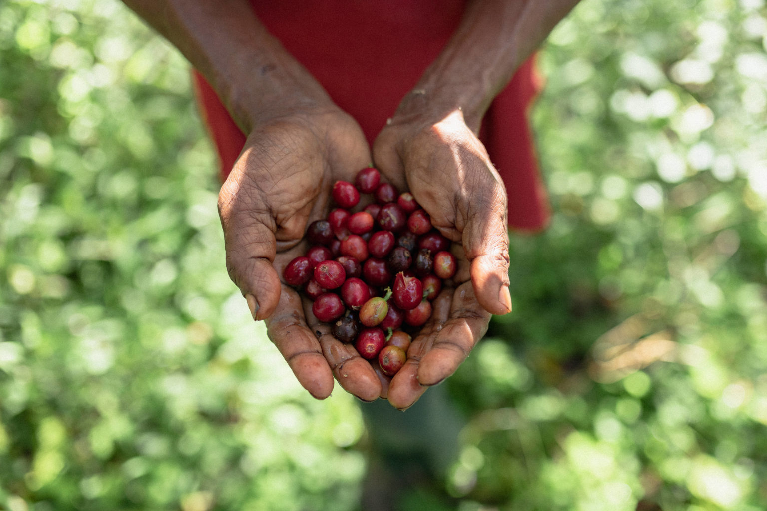 Five Aussie and five Kiwi Fairtrade coffee brands serving up for ...