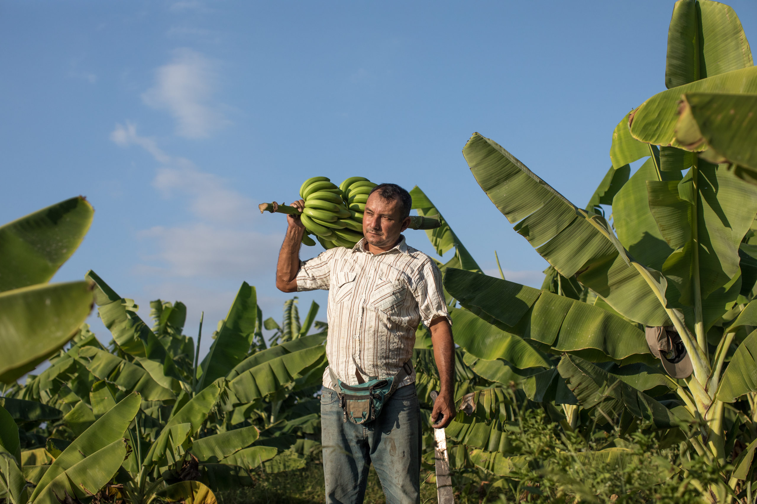 Fairtrade and the Urgent Need for Living Wages in the Banana Sector