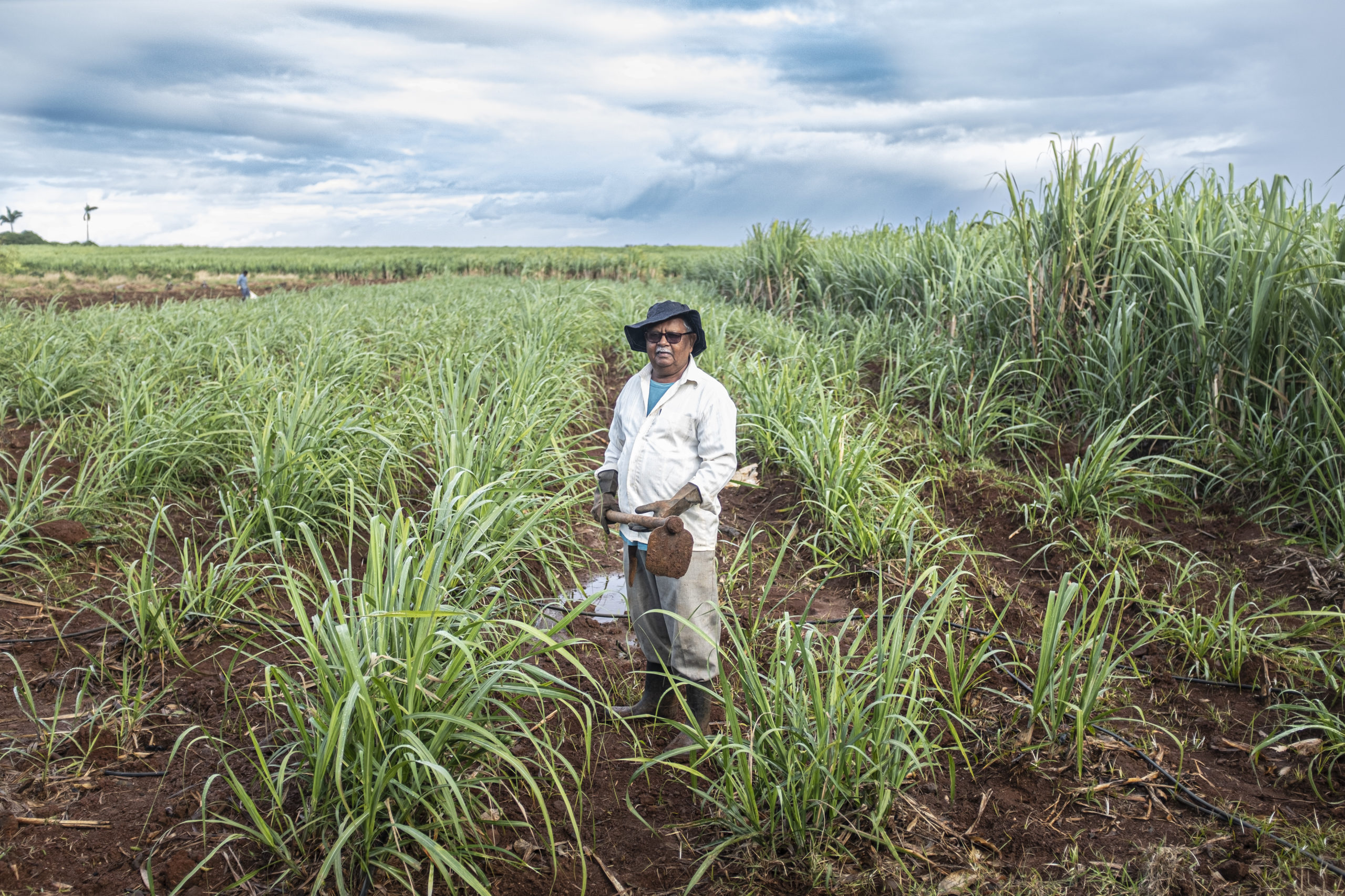 Sugar Cane Farmers For A Sustainable And Sweet Future Fairtrade Australia New Zealand